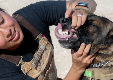 378th ESFS conduct Military Working Dog training