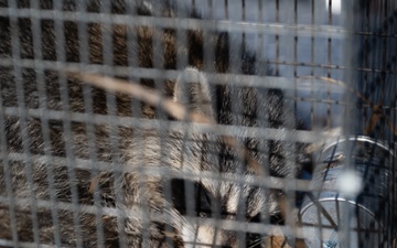 Wildlife Control: Racoon trapping and release on Hurlburt Field