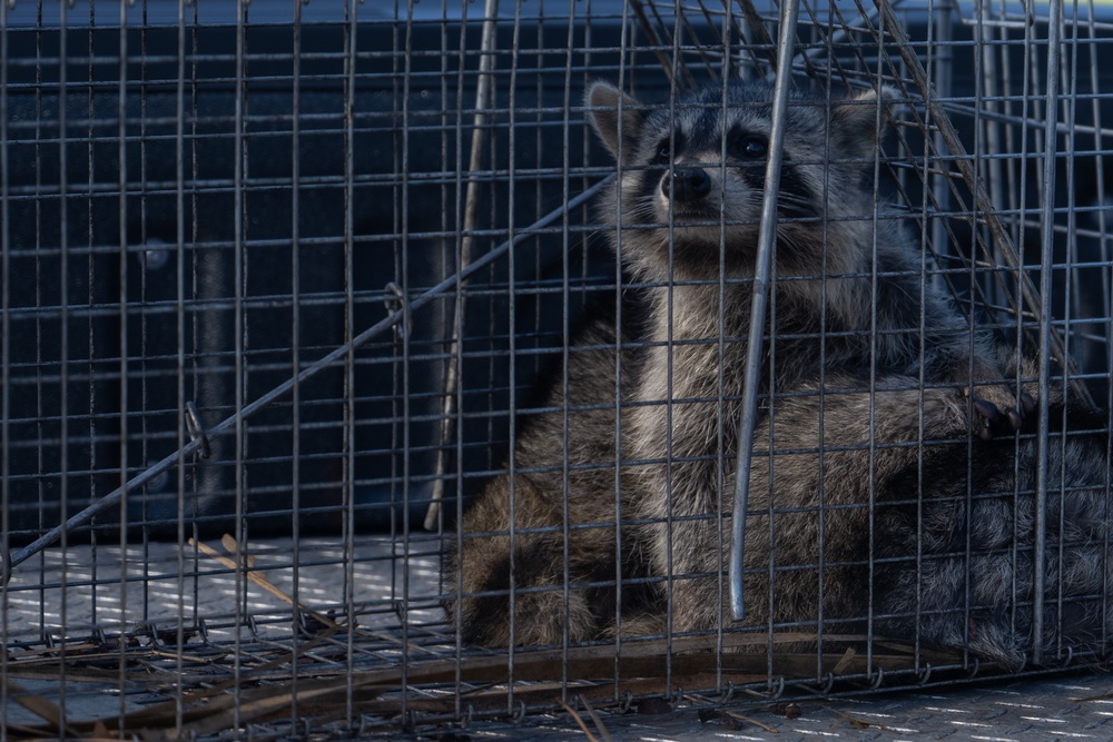 Wildlife Control: Racoon trapping and release on Hurlburt Field