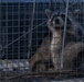 Wildlife Control: Racoon trapping and release on Hurlburt Field