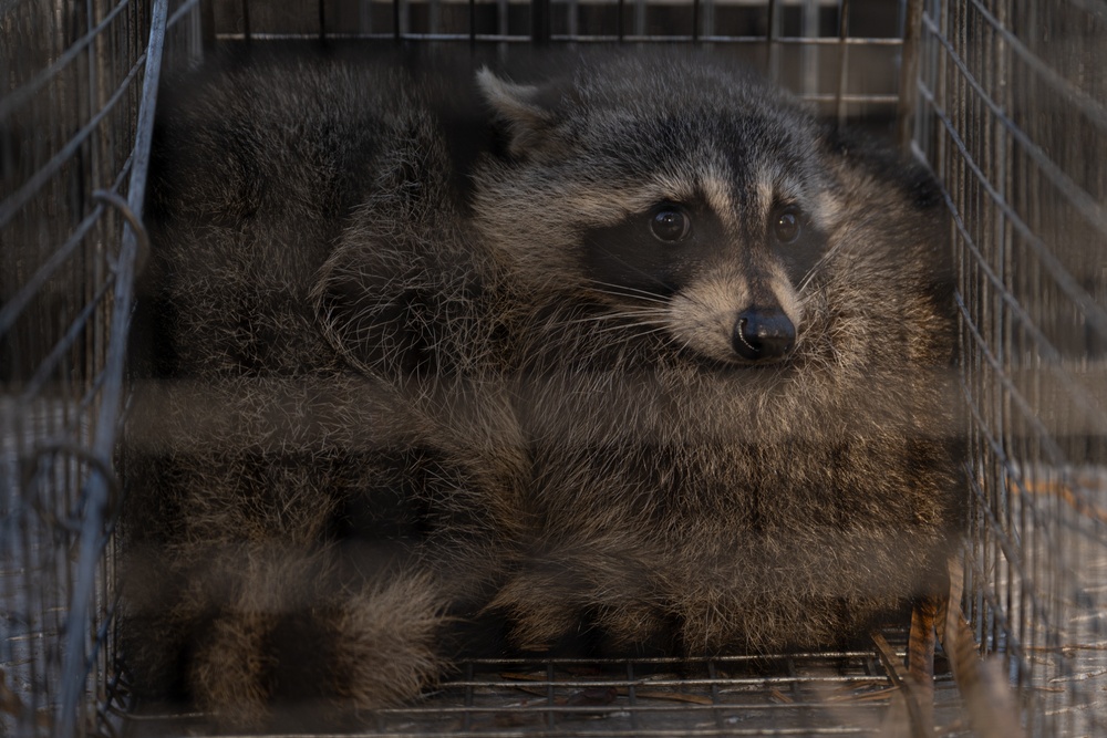 Wildlife Control: Racoon trapping and release on Hurlburt Field