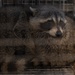 Wildlife Control: Racoon trapping and release on Hurlburt Field