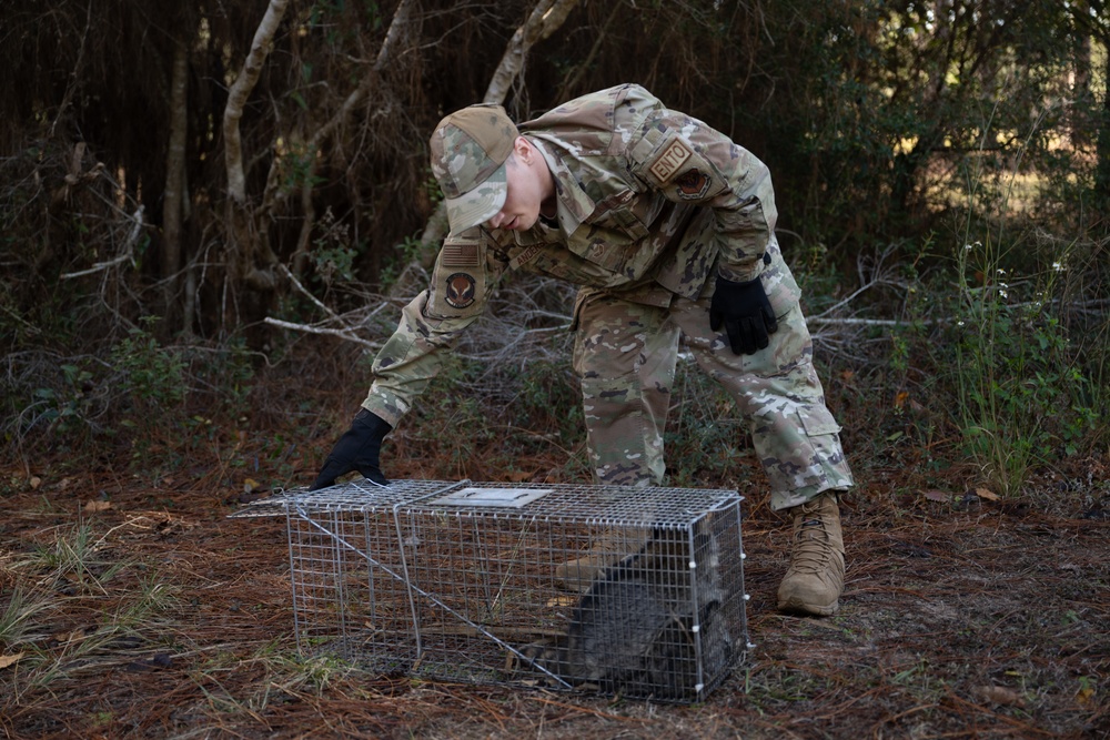 Wildlife Control: Racoon trapping and release on Hurlburt Field