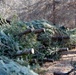 Donated Christmas Trees Ready for Fish Habitat Construction