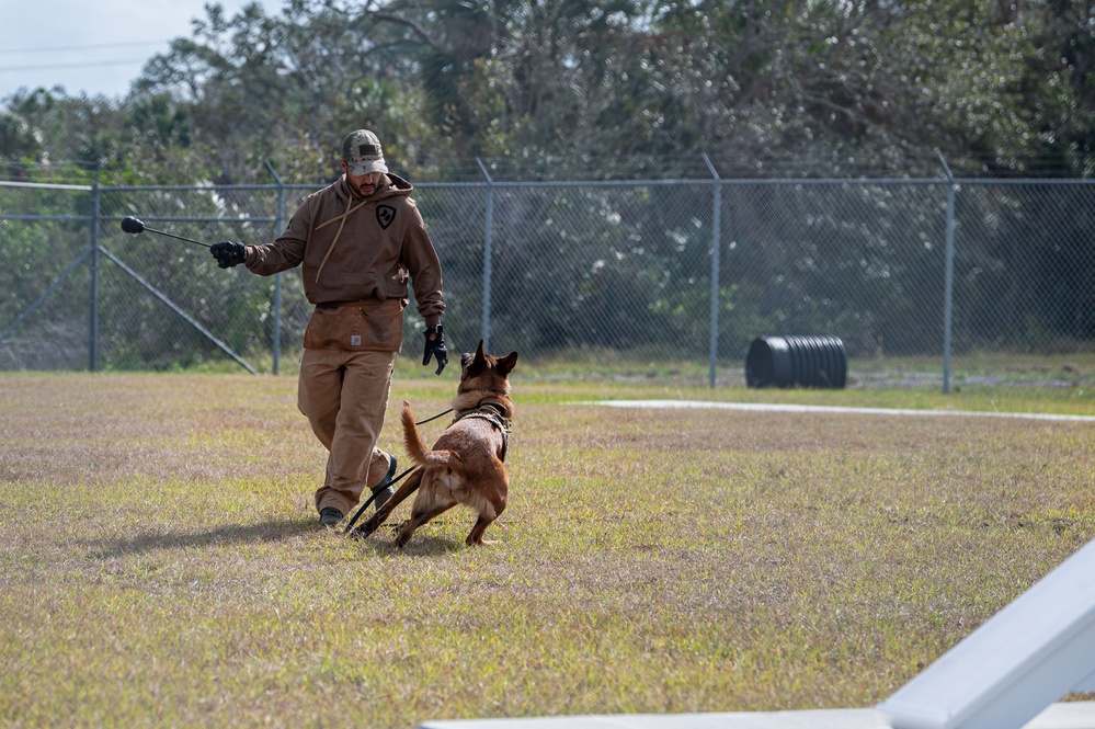 Training days with the military working dogs