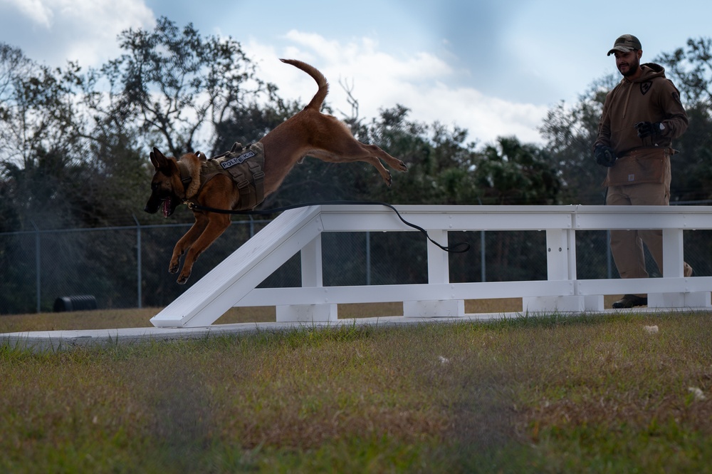 Training days with the military working dogs