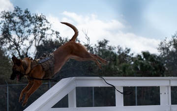 Training days with the military working dogs