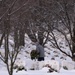 Wreaths Out at Arlington National Cemetery 2025