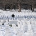 Wreaths Out at Arlington National Cemetery 2025