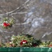 Wreaths Out at Arlington National Cemetery 2025