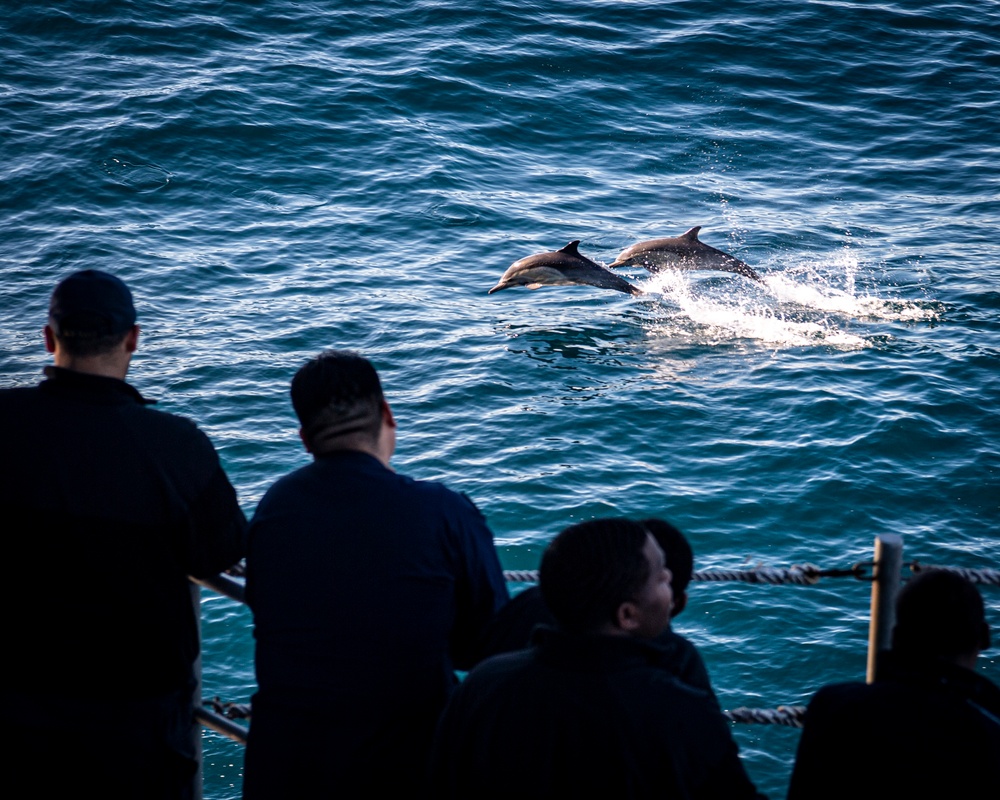 Dolphins Swim Near the USS Nimitz