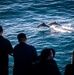 Dolphins Swim Near the USS Nimitz