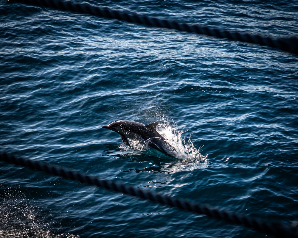 Dolphins Swim Near the USS Nimitz