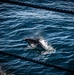 Dolphins Swim Near the USS Nimitz