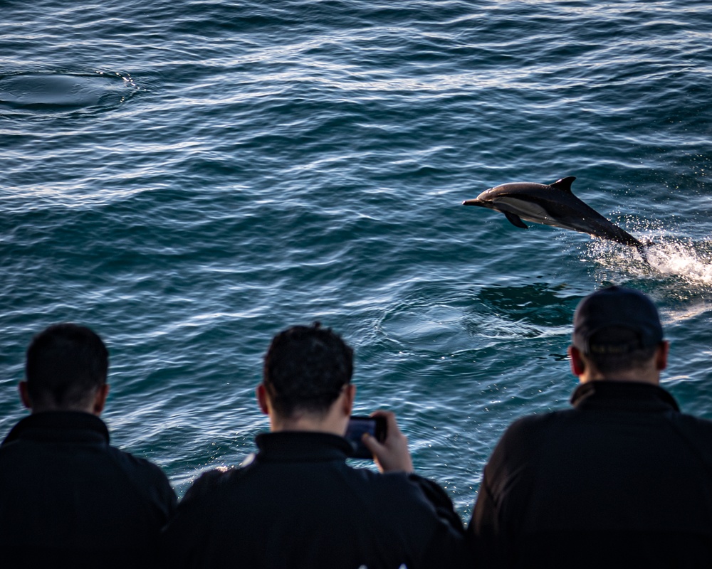 Dolphins Swim Near the USS Nimitz