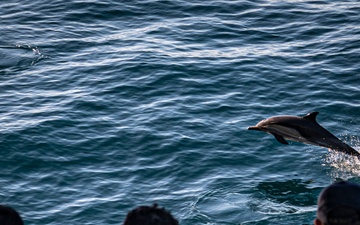 Dolphins Swim Near the USS Nimitz