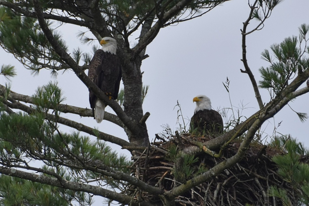 Bald Eagle