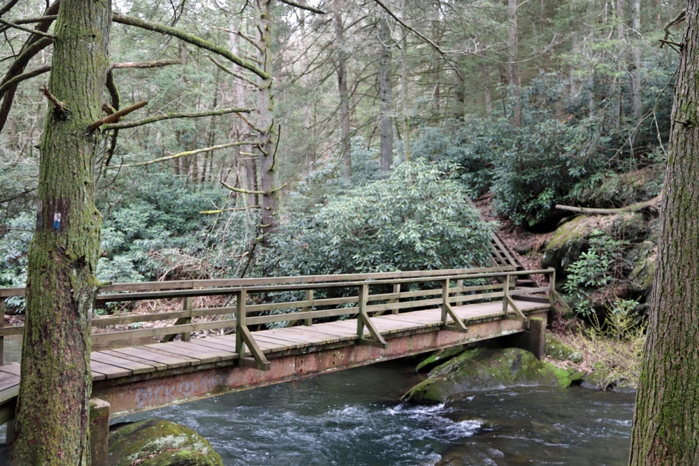 A Section of Trail along Wild Creek Trail