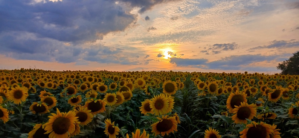 Sunflower Field Sunset