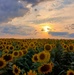 Sunflower Field Sunset