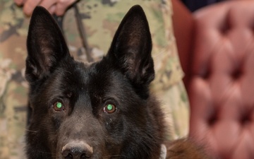 Military working dogs honored in retirement ceremony