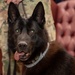 Military working dogs honored in retirement ceremony