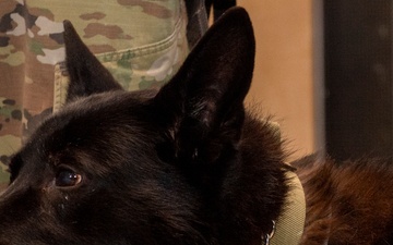 Military working dogs honored in retirement ceremony