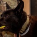 Military working dogs honored in retirement ceremony