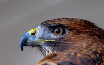 Crowds gather in beautiful wintery landscape at Shenango for Eagle Fest