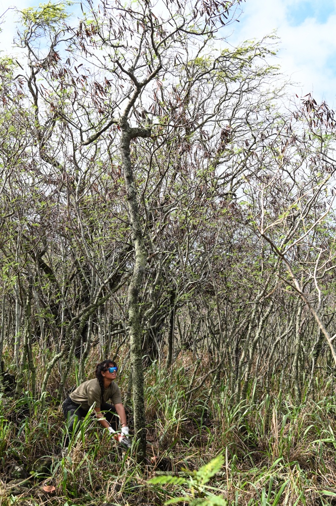 Nioiʻula Heiau Restoration