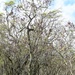 Nioiʻula Heiau Restoration