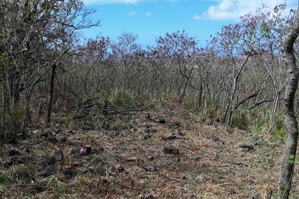 Nioiʻula Heiau Restoration