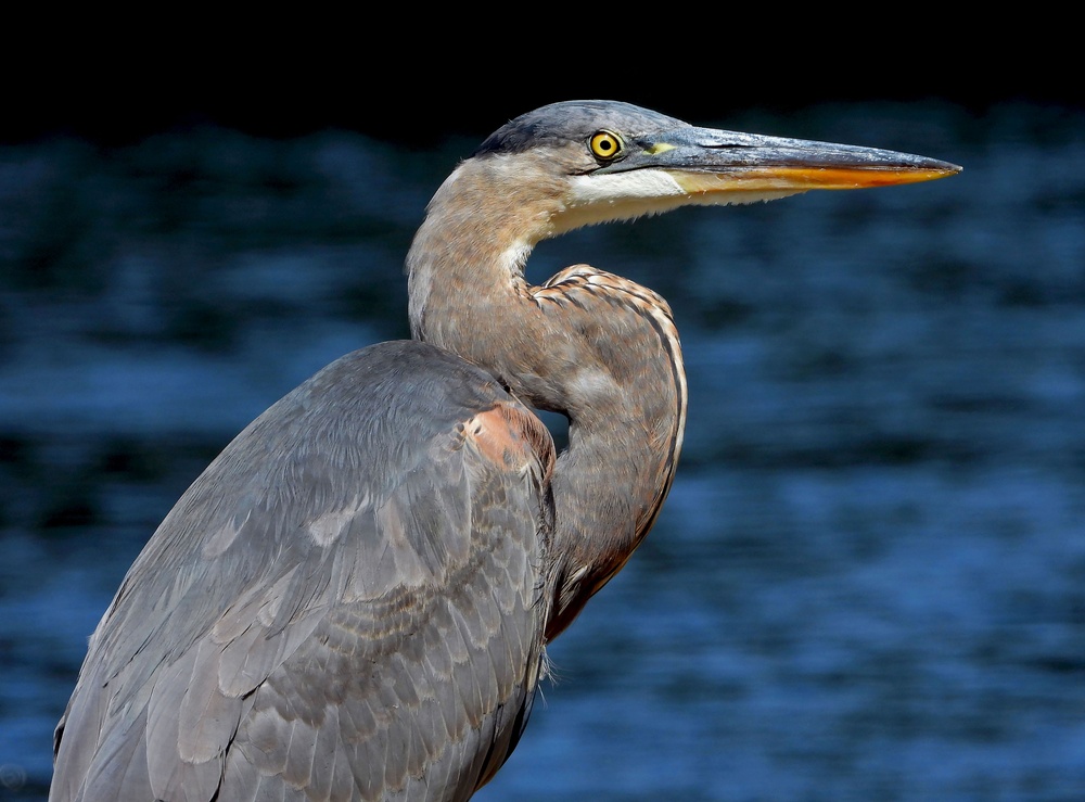 From feathers to antlers: RFAAP practices wildlife conservation efforts