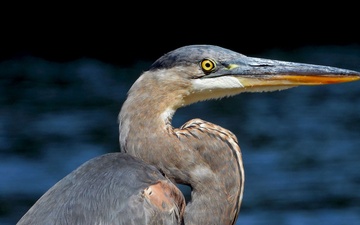 From feathers to antlers: RFAAP practices wildlife conservation efforts