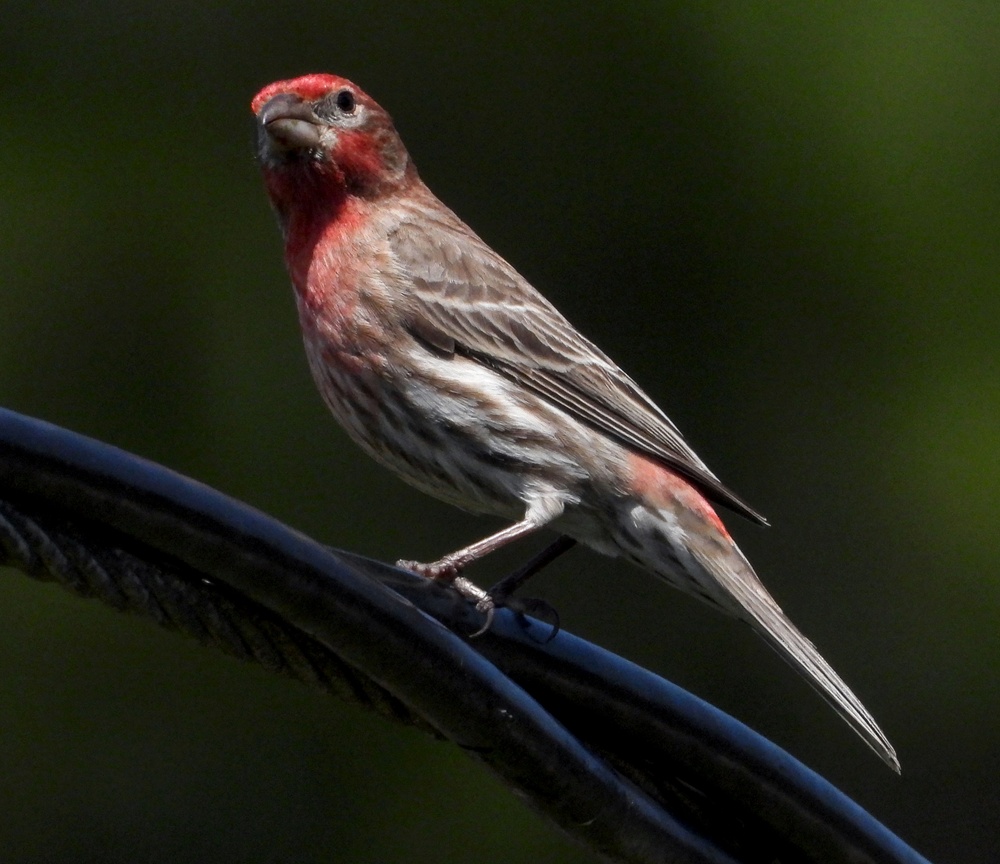 From feathers to antlers: RFAAP practices wildlife conservation efforts