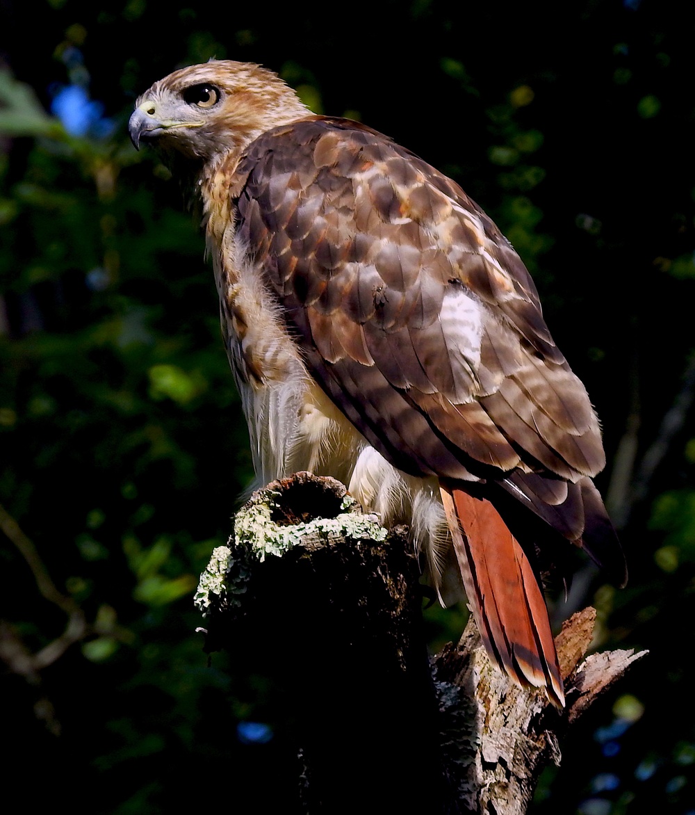 From feathers to antlers: RFAAP practices wildlife conservation efforts