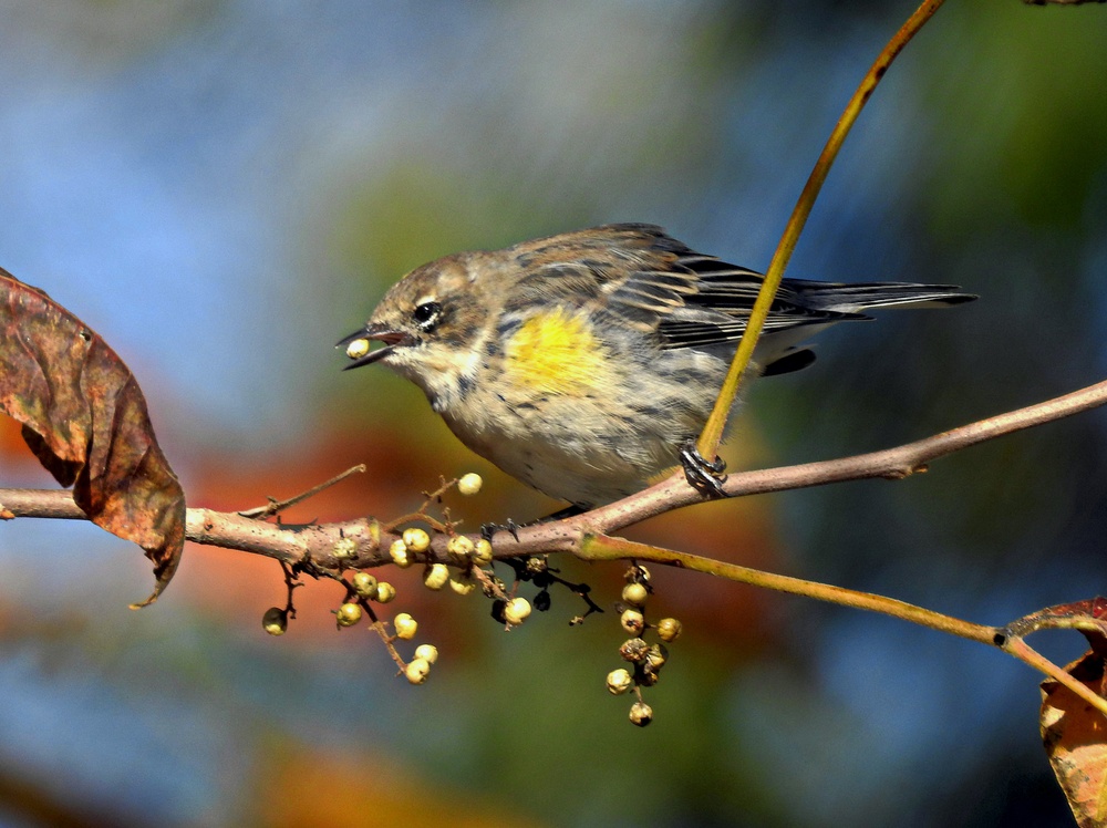 From feathers to antlers: RFAAP practices wildlife conservation efforts