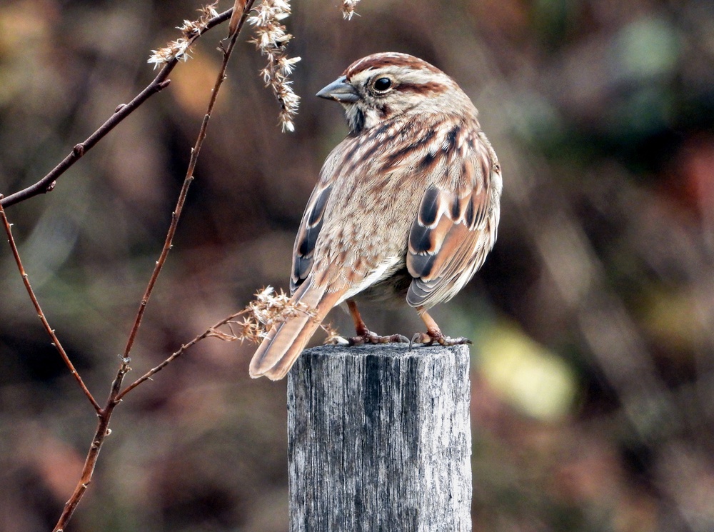 From feathers to antlers: RFAAP practices wildlife conservation efforts