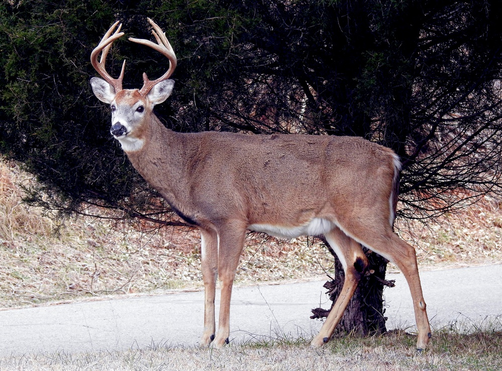 From feathers to antlers: RFAAP practices wildlife conservation efforts