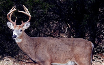 From feathers to antlers: RFAAP practices wildlife conservation efforts