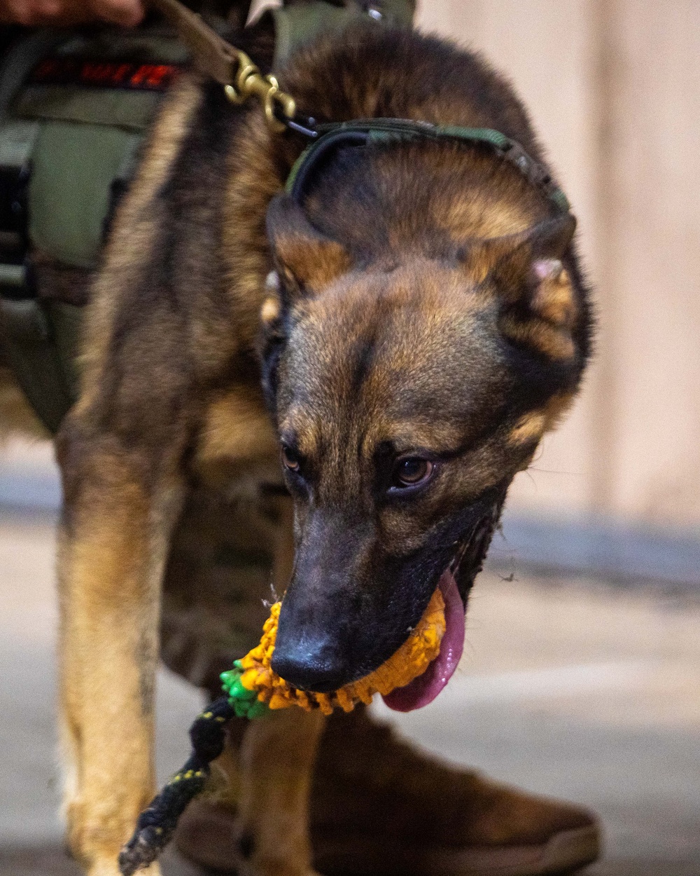 US Army dog handlers take part in multiagency, joint military training