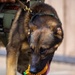 US Army dog handlers take part in multiagency, joint military training