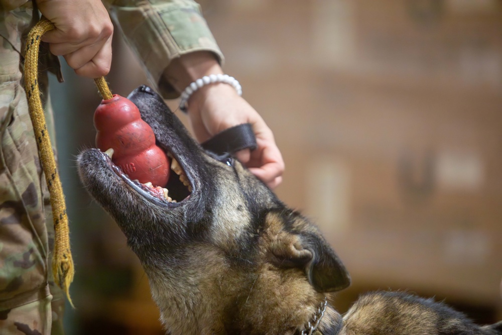 US Army dog handlers take part in multiagency, joint military training