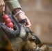 US Army dog handlers take part in multiagency, joint military training