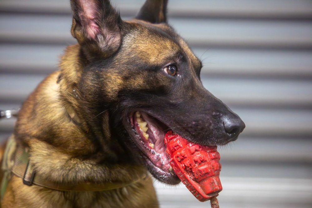 US Army dog handlers take part in multiagency, joint military training