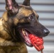 US Army dog handlers take part in multiagency, joint military training