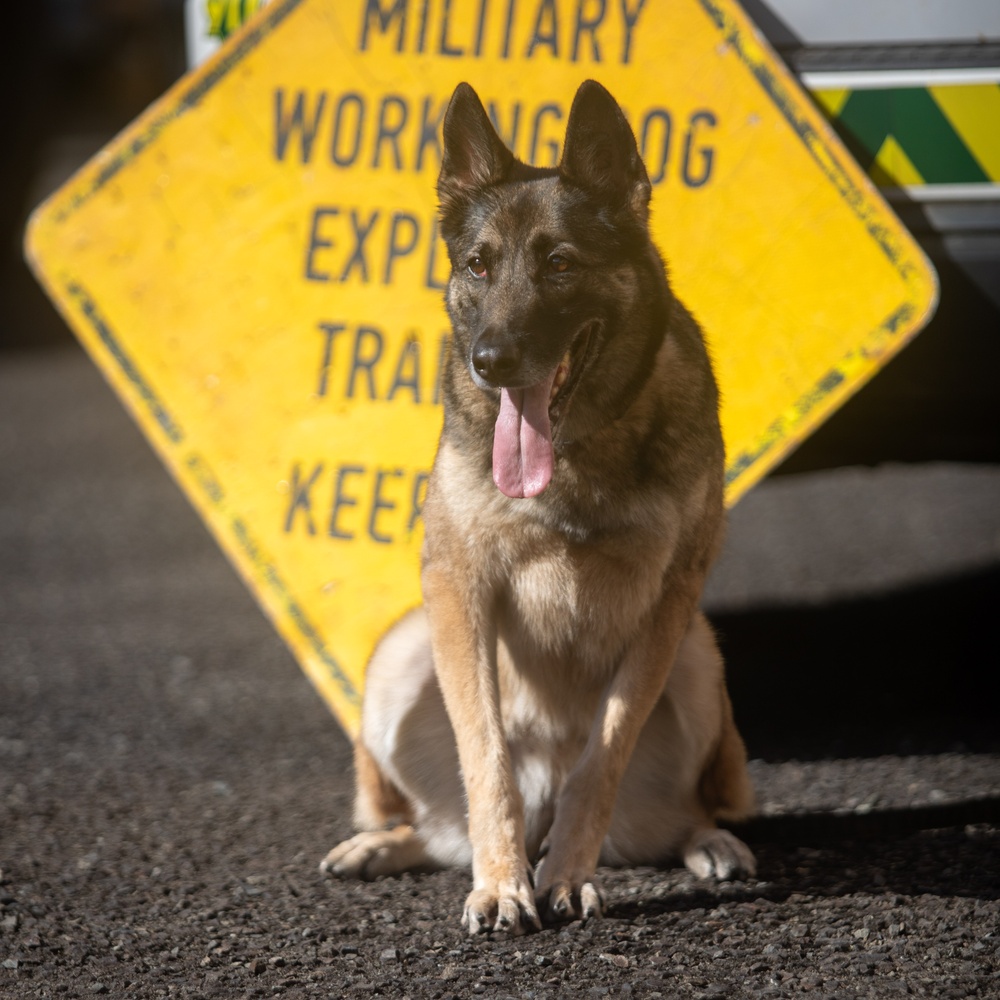 US Army dog handlers take part in multiagency, joint military training