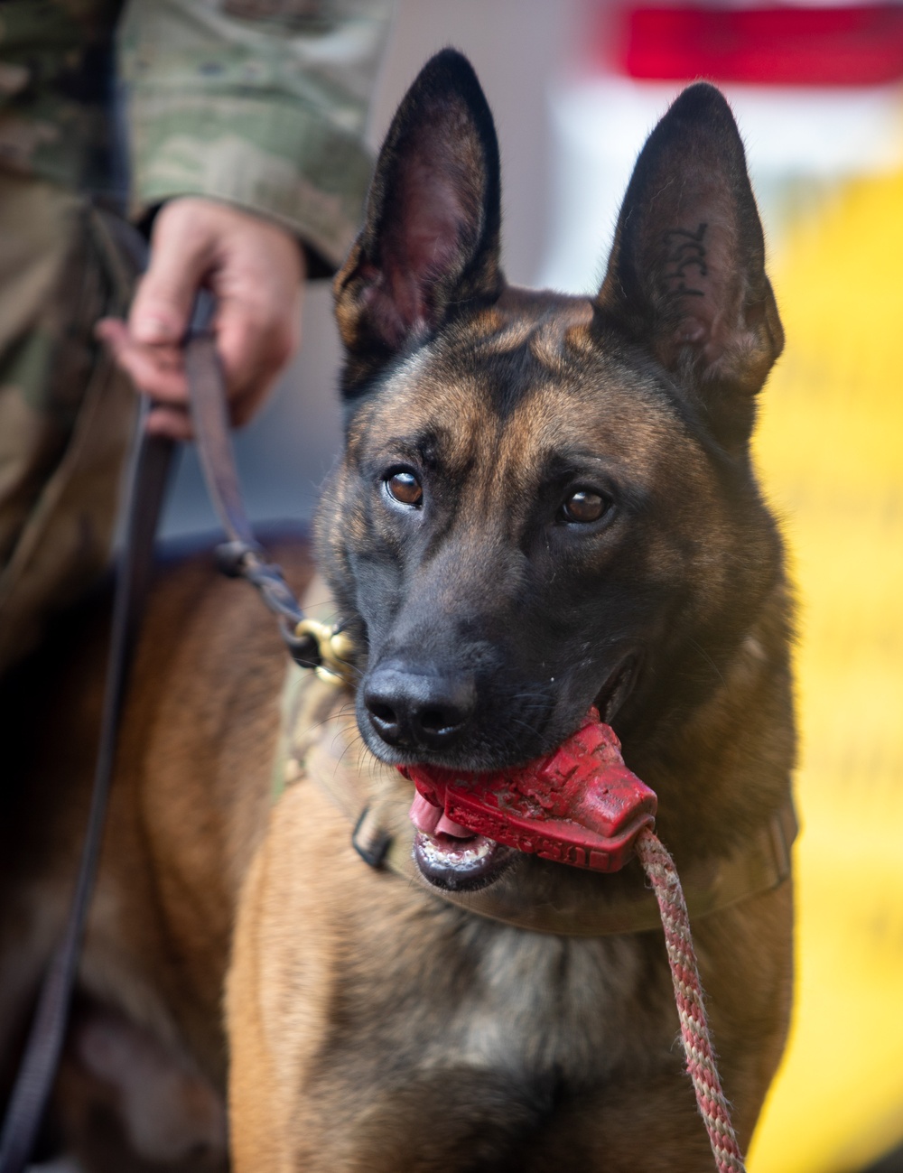 US Army dog handlers take part in multiagency, joint military training