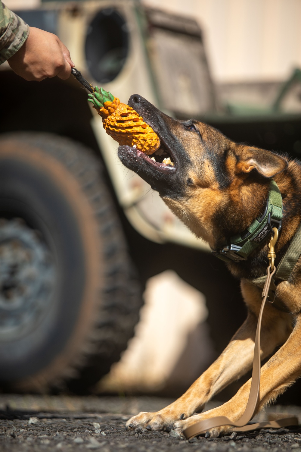 US Army dog handlers take part in multiagency, joint military training