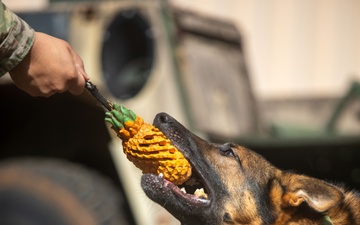 US Army dog handlers take part in multiagency, joint military training